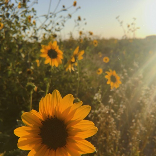 |FREE| R&B x Bossa Nova Type Beat - "Sunflower"