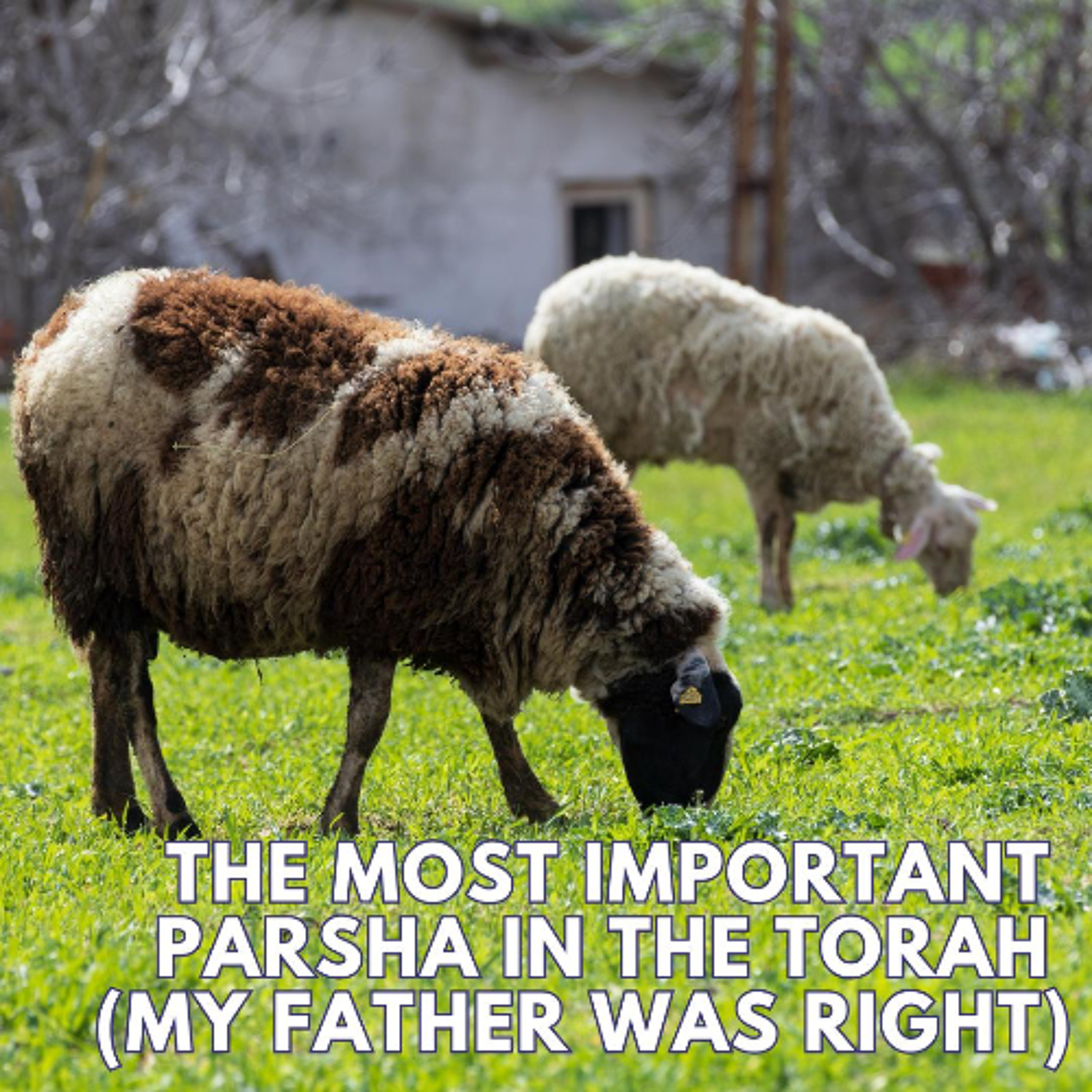 THE MOST IMPORTANT PARSHA IN THE TORAH (MY FATHER WAS RIGHT) episode artwork