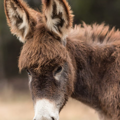 FUNKY DONKEY