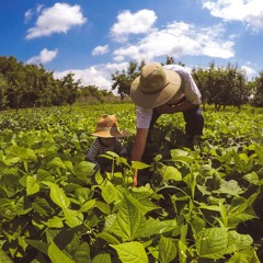 MDA lança CAF 3.0 para facilitar acesso a políticas públicas para agricultores familiares