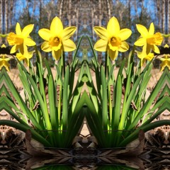 Spring Flowers
