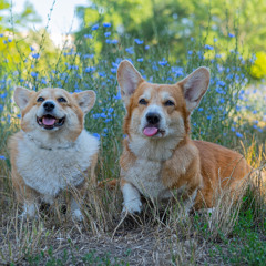 Pals