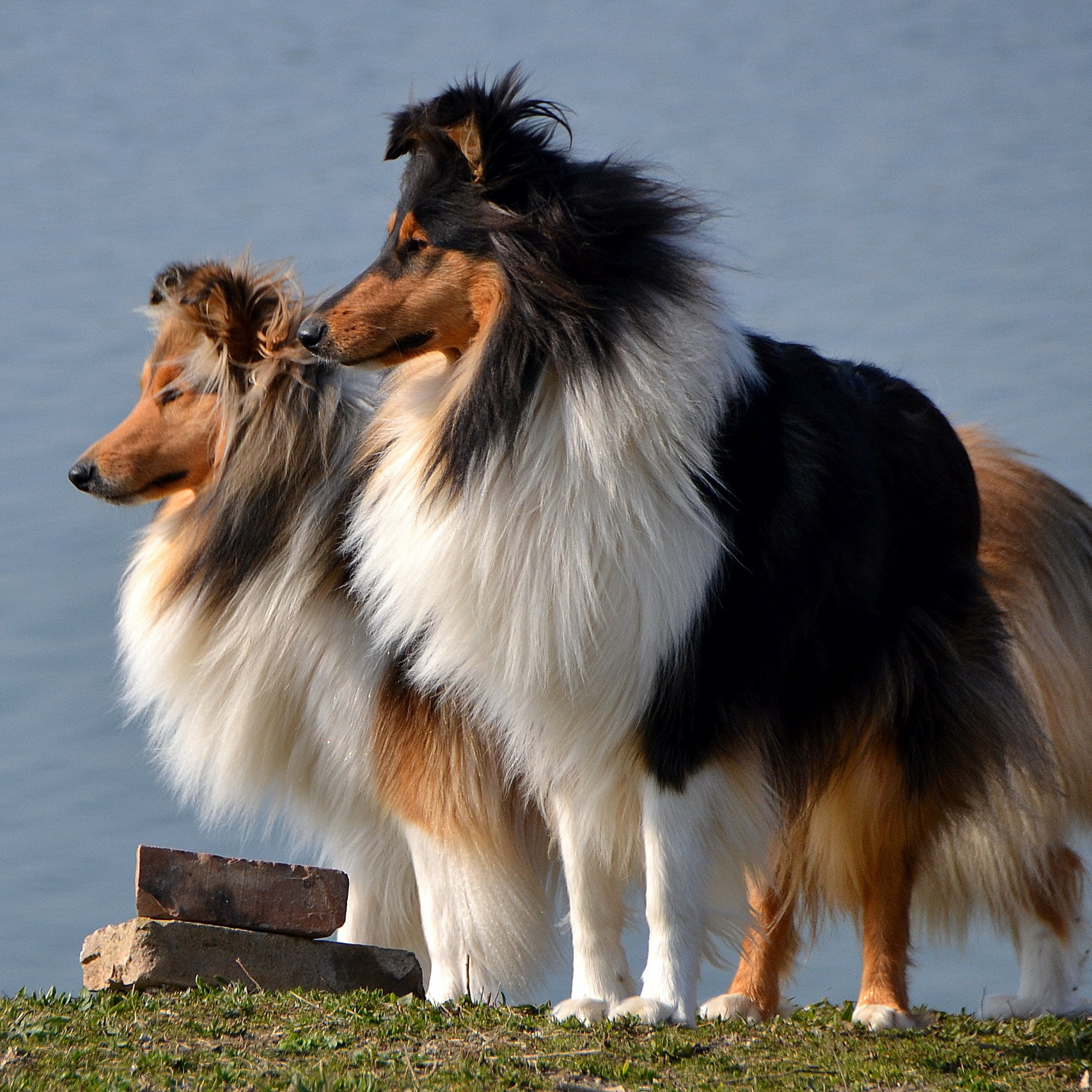 QS_106 - intervista a Franca sui cani collie