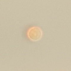 LB$ Guillotine- "Disease" (Prod. Pico Panensa)