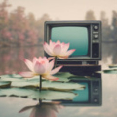 White Lotus Withdrawal