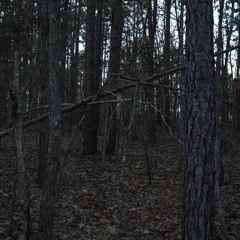 MORSE CODE TAPPING AND FEMALE BIGFOOT VOCALIZATION