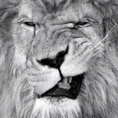 Talk You out of It FGL Remix