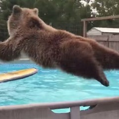 Last California Grizzly Kicker
