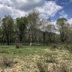PFR07774 - Pallas' Leaf Warbler, M song, Mongolia