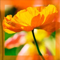 Attitude of Gratitude