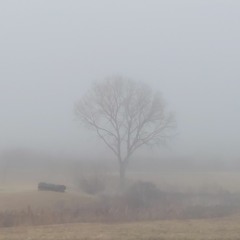 Fog