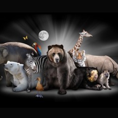 6th Mass EXTINCTION (Sachem)