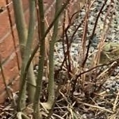 "Rubbish" (Song) "1"