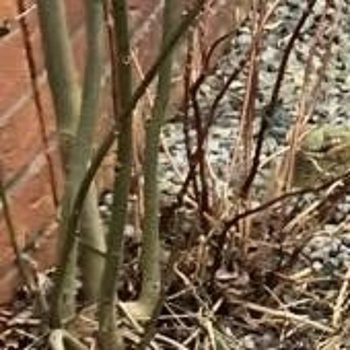 "Rubbish" (Song) "1"