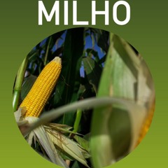 Milho Registra Boas Cotações; No Brasil, Fluxo De Embarques Deve Ser Maior Na 2ª Metade Do Mês