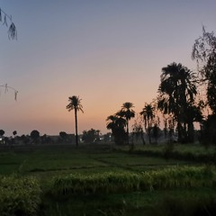 AMBIENCE Rice Field Night, Insects, Water Laps, Bali, Indonesia, LOOP