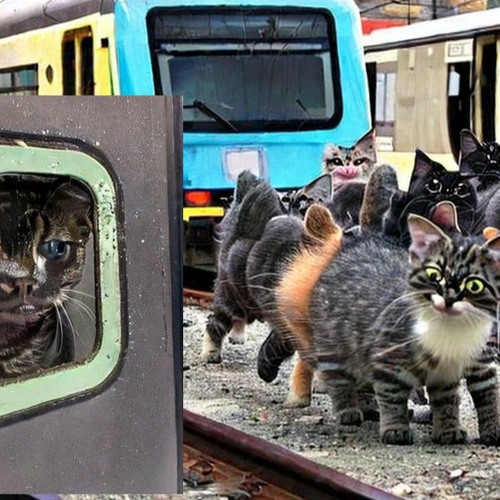 Stream evil kittens stage a train accident in an attempt to delegitimize  public transport by DuckReconMajor | Listen online for free on SoundCloud