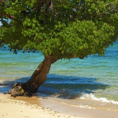 Calm Beach Waves For Peace & Relaxation (75 Minutes)