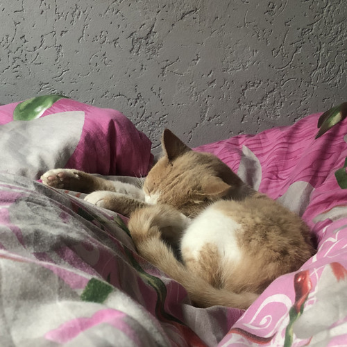 asix300 - Набий мені морду