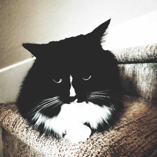 mittens