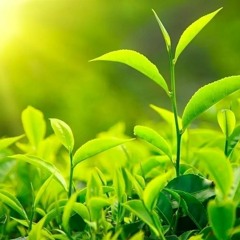 قلبك الأخضر 💚☘️🌷 ...كلمات /إسلام النادى
