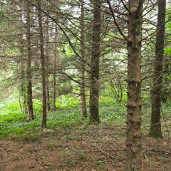 ORTF Field Recording Session in a mountain woods with high winds 7/7/2025