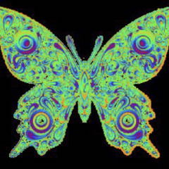 butterfly 11/21/2o2o