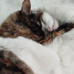 Paisaje sonoro 10 PM