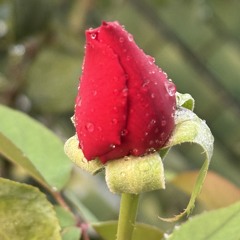 We Have An Inner Life!… - Hymn 1216-Nuestra Vida Interior!…Himno 325-Instrumental 🌹🎻🎶🌱