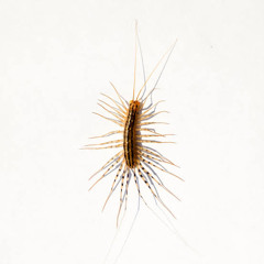 Centipede