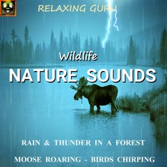 Wildlife Nature Sounds: Rain and Thunder in a Forest with Moose Roaring and Birds Chirping