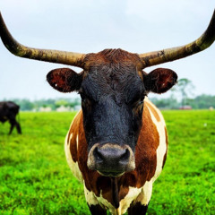 yung bull
