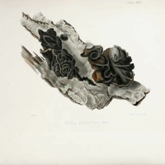 HK_Fantaisies_tracks_116