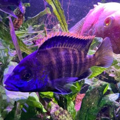 Fluidity (DJ set of House music, funky and vocal - T-Dubs Mix)