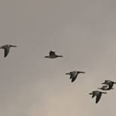 Pachis Apostolos - Apodimia