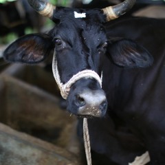West Bengal: Bangali - Livestock - Cattle