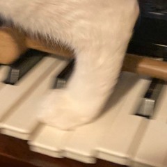 Cat Chord