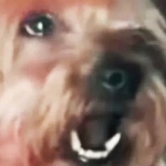 barking dogs 3424 edition