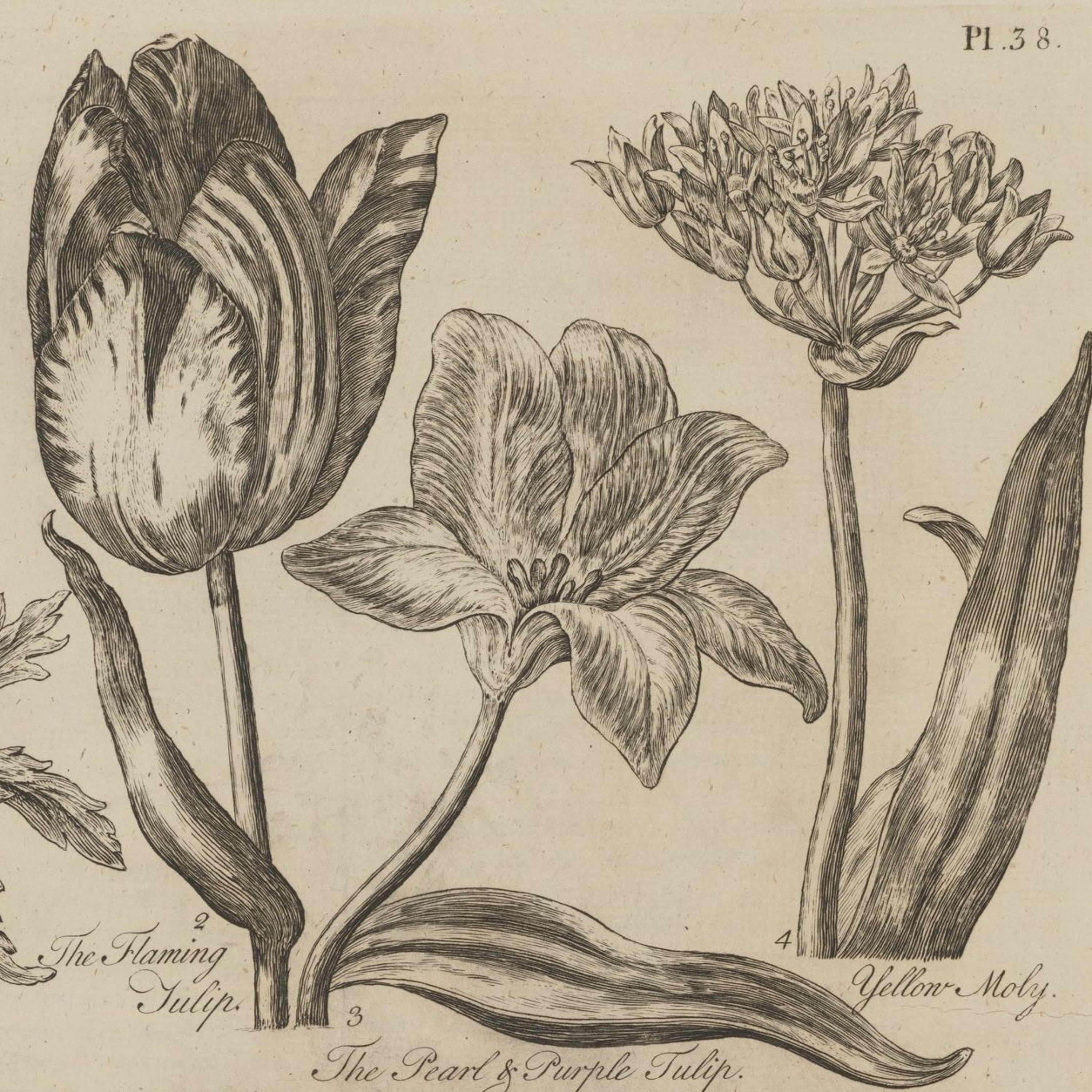 Meet a Rare Book - Gardening episode artwork