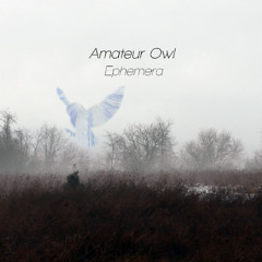 Amateur Owl - Dizzy