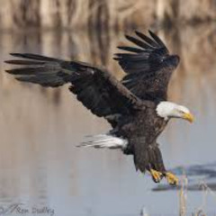 the mighty falcon