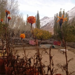 burushaki ginan Moula Goyarum Bai K