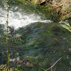 XP Swamp