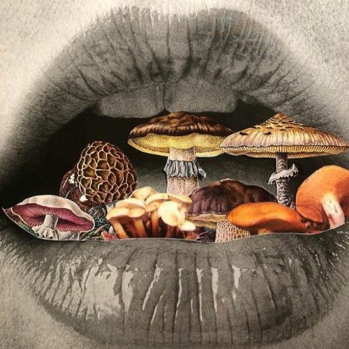 Bush Prog