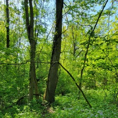 Point Pelee National Park - Woodlands Trail, May 20, 2024