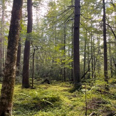 A Lot of Birds, A Lot of Moss