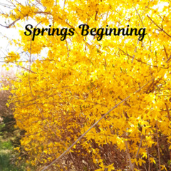 Spring's Beginning