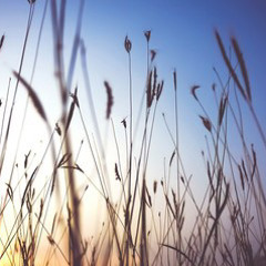 dark knight - jane remover guayando cover