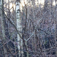 Tobu Return To The Wild Remake