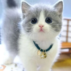 Cat Nip - Kitten Cuddly